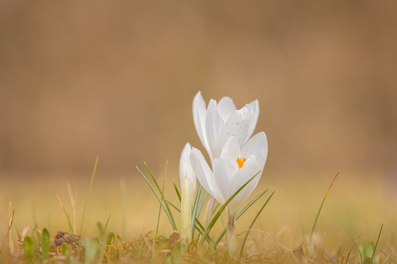 crocus-flowers-spring-7079550